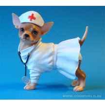 Aye Chihuahua Nurse Hond Beeld